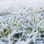 Green grass field covered with frost. Shallow depth of field.